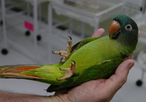 Blue crowned Conure